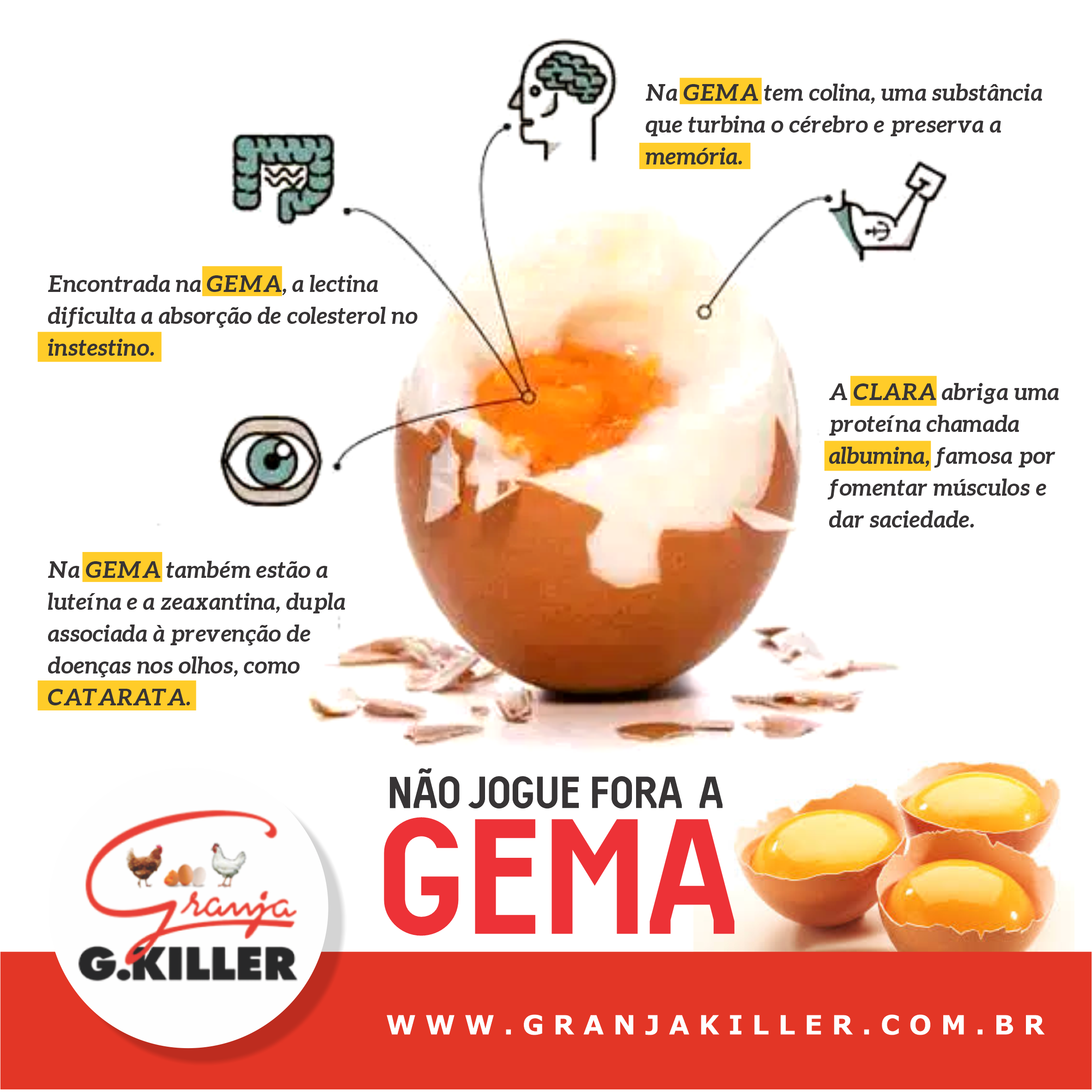 Perigos Da Gema Do Ovo - Engorda? É Saudável Comer? Tem Colesterol? - Blog  Da Saúde